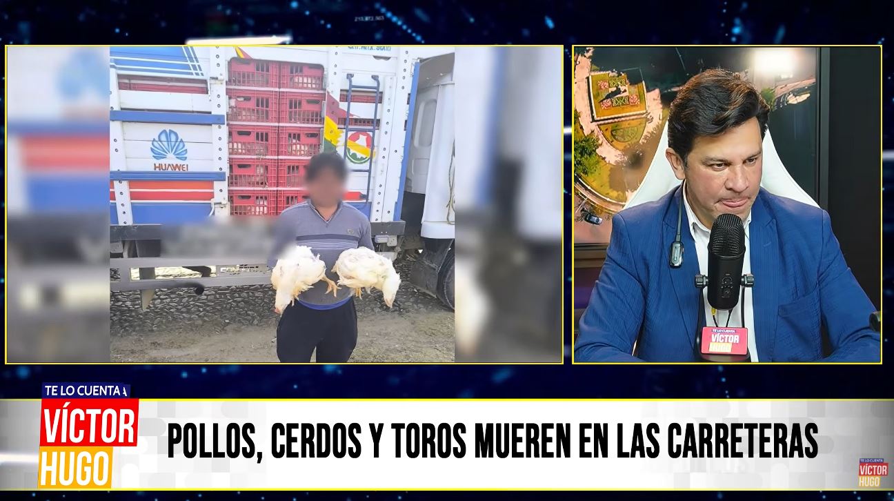 POLLOS, CERDOS Y TOROS MUEREN LENTAMENTE EN LA CARRETERA: BLOQUEADORES PINCHAN LLANTAS